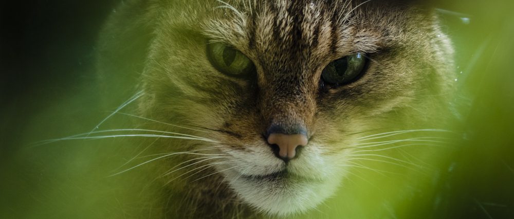 A Scottish Wildcat as seen in The Tigers of Scotland